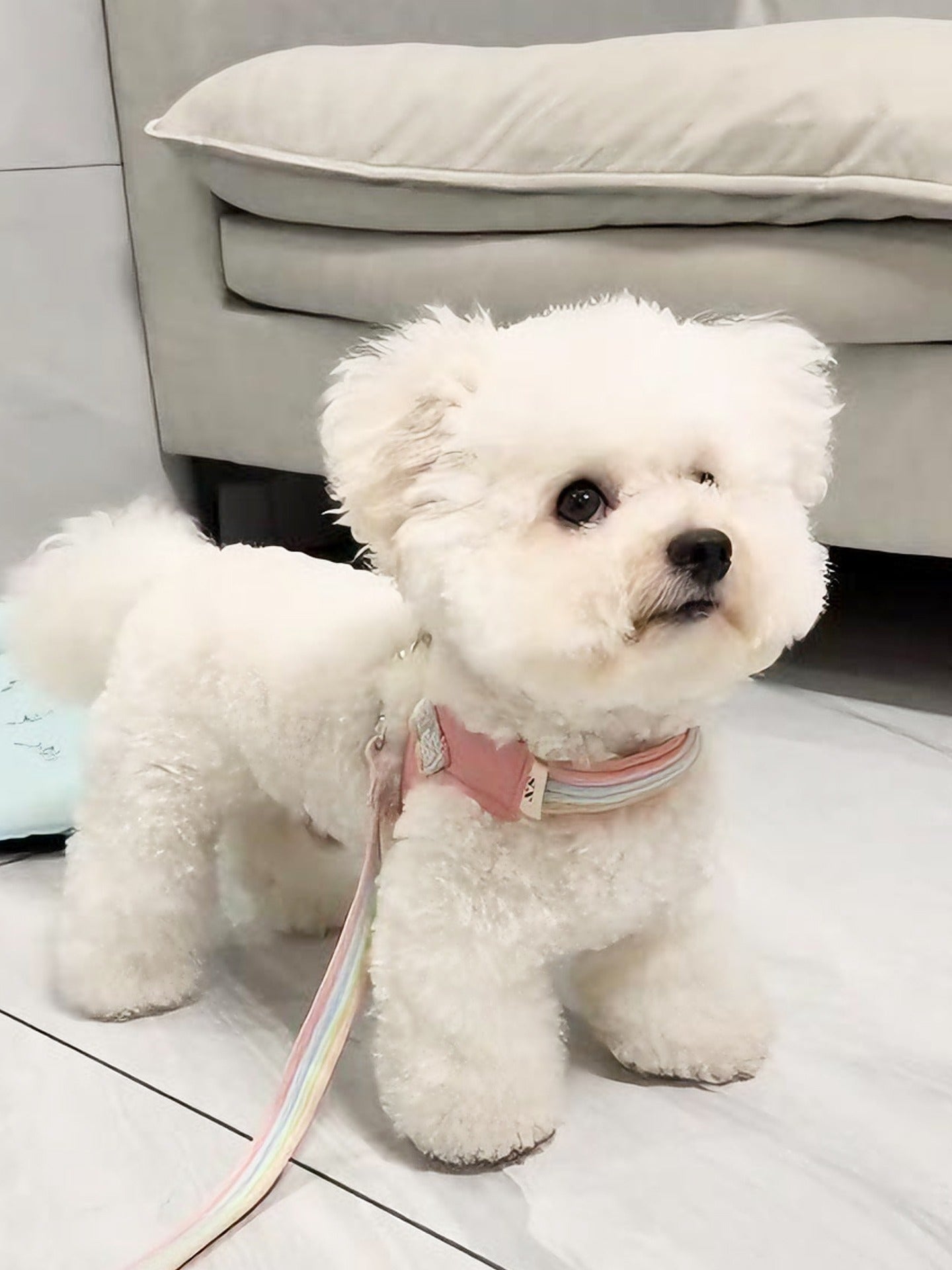 Vest-Style Dog Harness with Leash