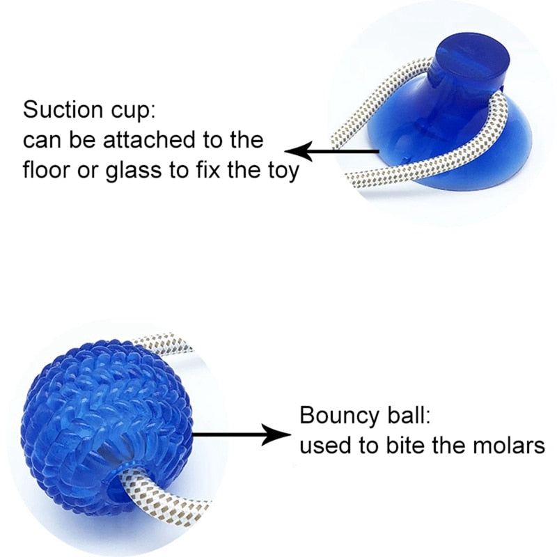Suction Cup Molar Dog Chew Toy