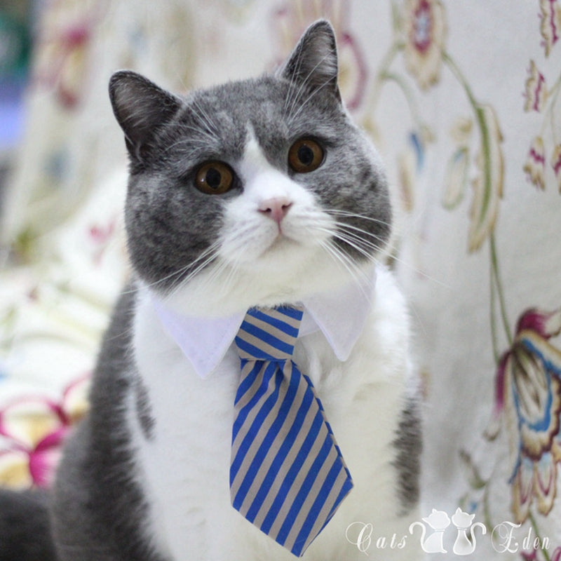 Cute Pet Bow Tie Set