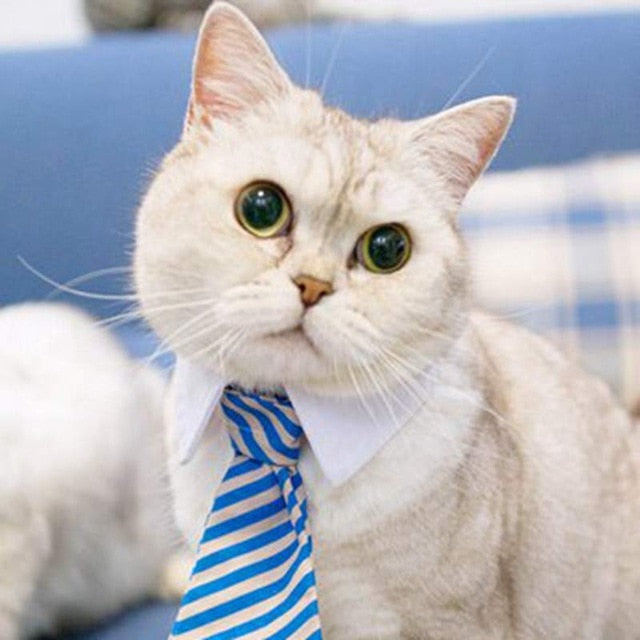 Cute Pet Bow Tie Set