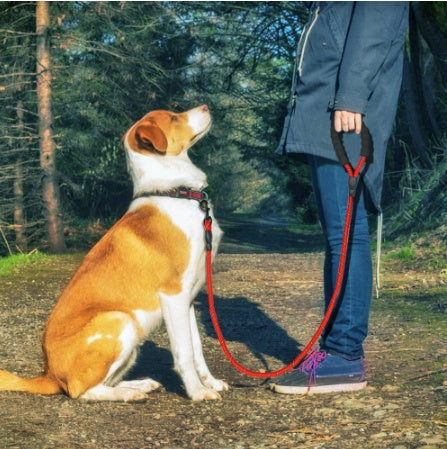 Heavy-duty reflective nylon dog walking leash with padded foam handle