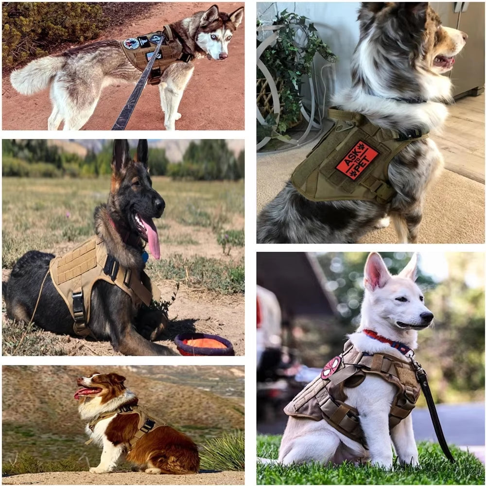 Dog wearing tactical harness vest