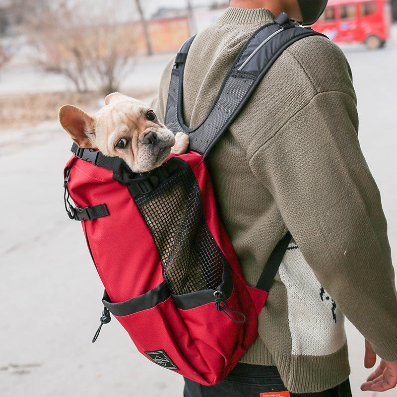 Cat inside padded double-shoulder pet carrier backpack
