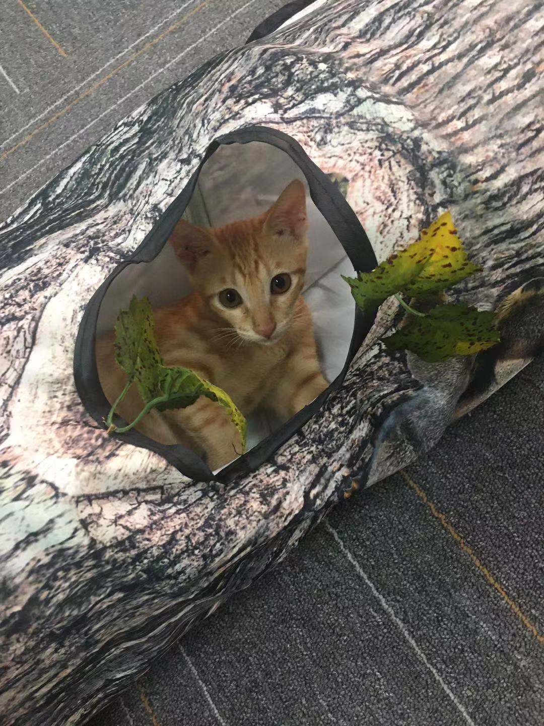 Expandable cat tunnel toy in tree shape for indoor cats