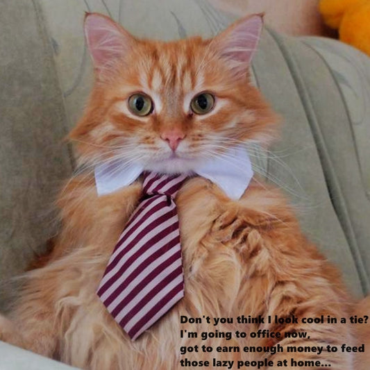 Cute Bow Tie and Tie Set for Cats and Dogs