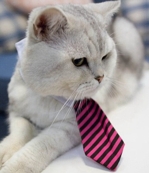 Cute Pet Bow Tie Set