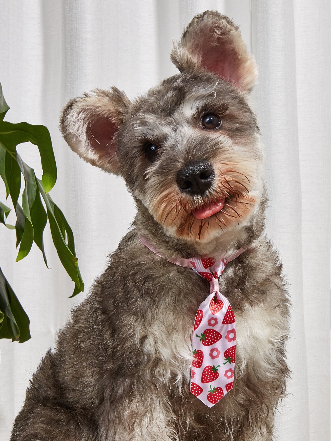 Colorful Bow Tie and Tie Set for Dogs and Cats