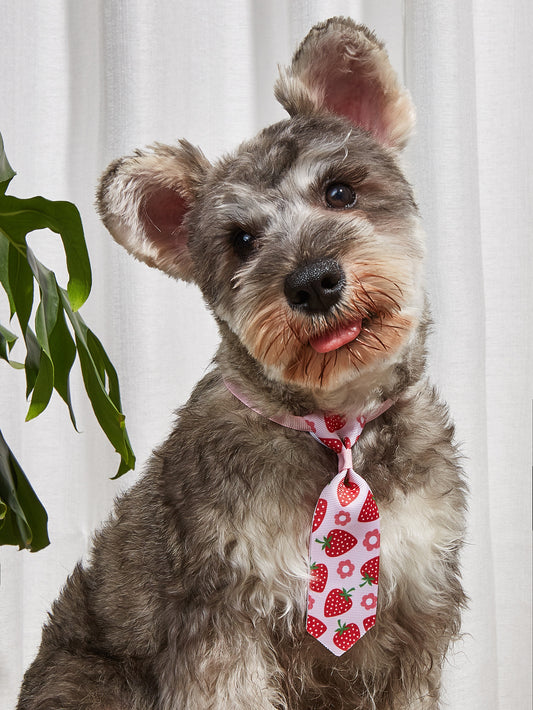 Colorful Bow Tie and Tie Set for Dogs and Cats