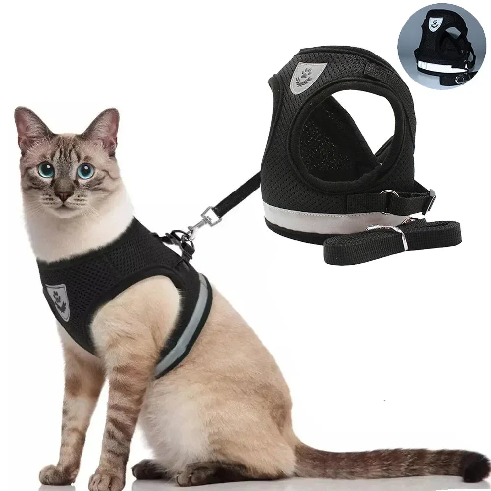 Cat wearing a harness and leash with a close-up inset of the harness 