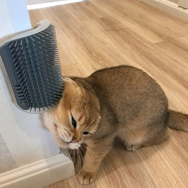 Cat rubbing against corner self-grooming brush on wall
